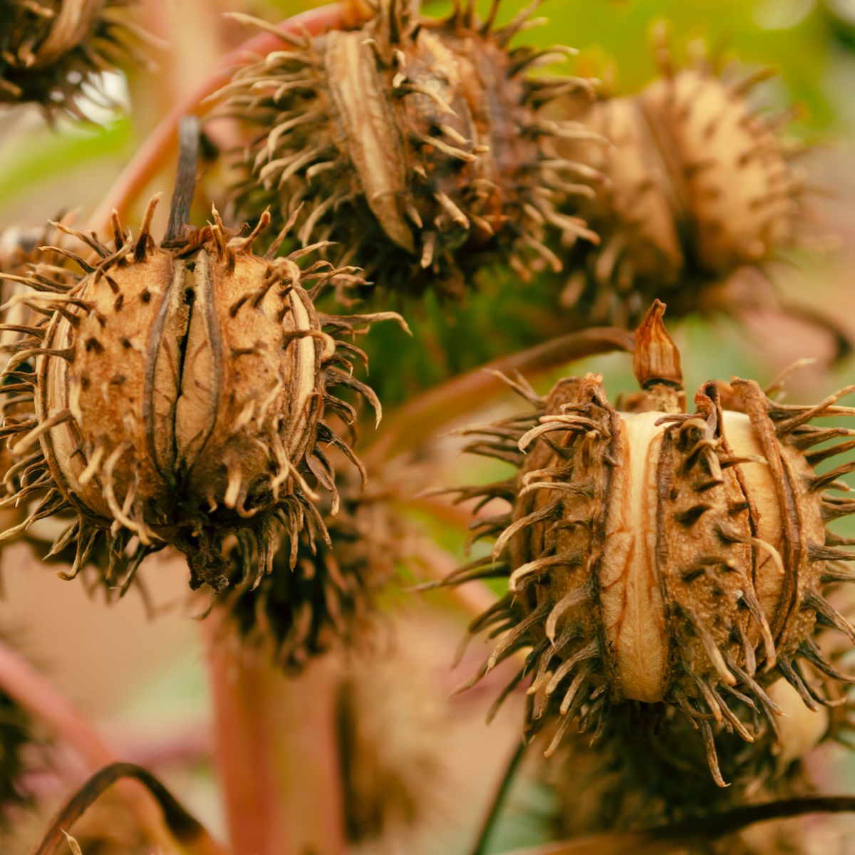 Spiky seed pods of the castor bean plant, the source of castor oil